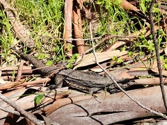 Pogona barbata