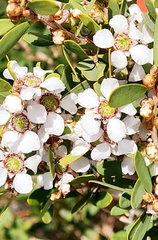 Leptospermum laevigatum