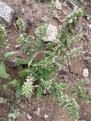 Stachys annua
