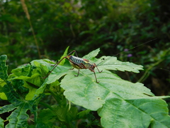 Barbitistes serricauda