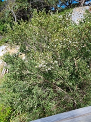 Leptospermum laevigatum