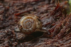Scelidoropa