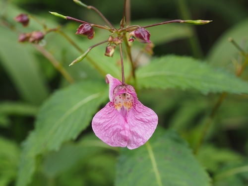 Image of Impatiens textorii by (c) ITÔ, Hiroki, some rights reserved (CC BY)