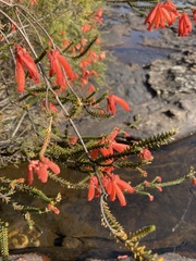 Erica cerinthoides
