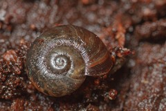Austrorhytida glaciamans