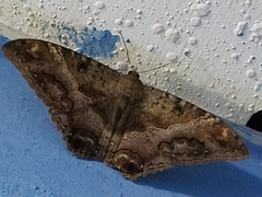 Ascalapha odorata