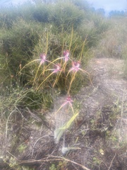 Caladenia lorea