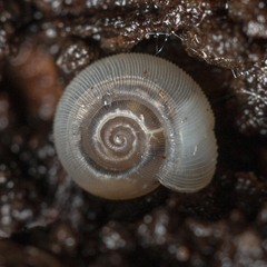 Meredithena dandenongensis