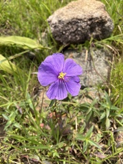 Melastomeae