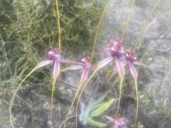 Caladenia lorea