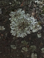 Phaeophyscia orbicularis