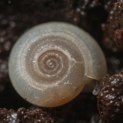 Meredithena dandenongensis