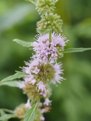 Mentha canadensis