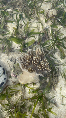 Animalia