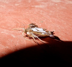 Glyphodes bivitralis