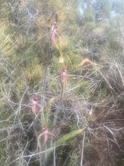 Caladenia lorea