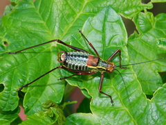 Barbitistes serricauda