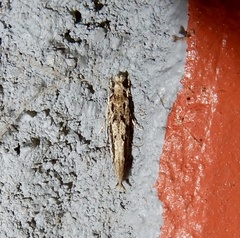 Erechthiinae