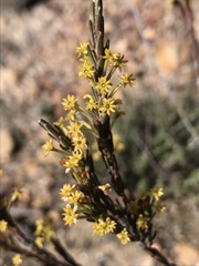 Struthiola eckloniana