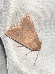 Mythimna albipuncta