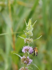 Mentha canadensis