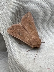 Mythimna albipuncta