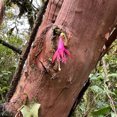 Fuchsia excorticata