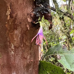 Fuchsia excorticata