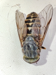 Tabanus sudeticus