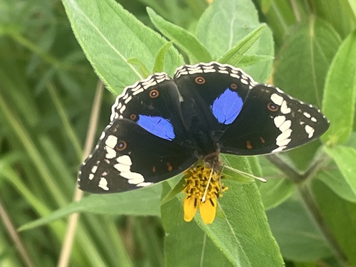 Blue-spot Pansy
