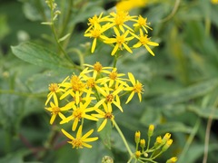 Jacobaea cannabifolia