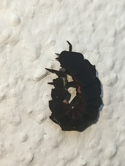 Nyctophila reichii