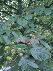 Scandosorbus intermedia