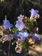 Lobostemon marlothii