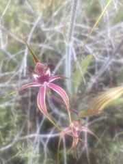Caladenia lorea