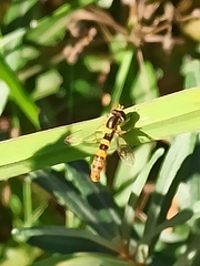 Sphaerophoria scripta