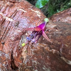 Fuchsia excorticata