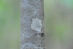 Lecanoraceae
