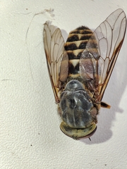 Tabanus sudeticus