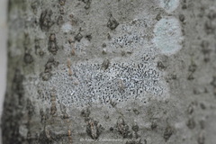 Arthonia radiata