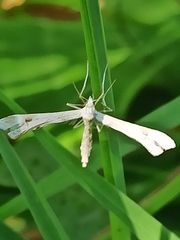 Gillmeria pallidactyla