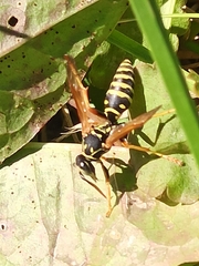 Polistes dominula
