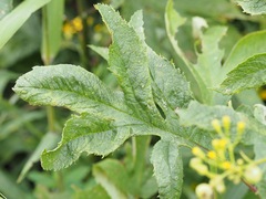 Jacobaea cannabifolia