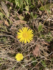 Gerbera galpinii