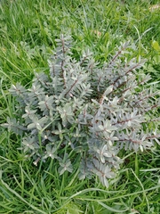 Veronica speciosa
