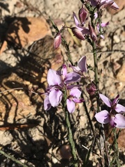 Polygala microlopha