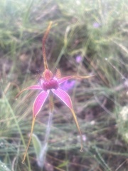 Caladenia lorea