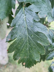 Scandosorbus intermedia