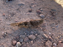 Trimerotropis pallidipennis