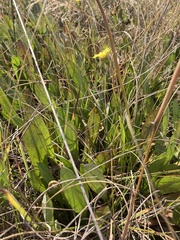 Gerbera galpinii